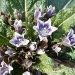 Mandragora officinarum Flower