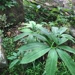 Arisaema dracontium Blatt