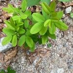 Lespedeza violacea Leaf