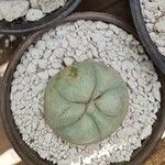 Lophophora diffusa Deilen