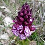Orchis purpurea Λουλούδι