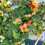 Malus prunifolia Плод