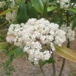 Photinia serratifoliaപുഷ്പം