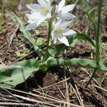 Chlorophytum tuberosum Habitatea