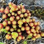 Sedum lydium Blomma