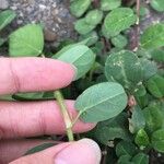 Alysicarpus ovalifolius Leaf