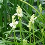 Orchis mascula x Orchis militaris Other