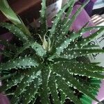 Aloe humilis Цвят