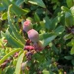 Vaccinium ovatum Fruit