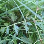 Peucedanum oreoselinum Leaf