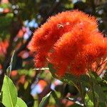 Corymbia ficifolia花