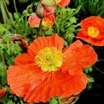 Papaver nudicaule 整株植物