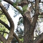 Pinus radiata Агульны выгляд