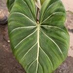 Philodendron gloriosumLeht