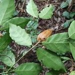 Rothmannia manganjae Fruit