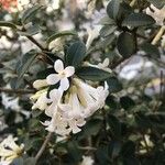 Osmanthus delavayi Λουλούδι