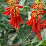 Erythrina humeana फूल