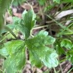 Ranunculus lanuginosus Leaf