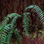 Asplenium polyodon Лист