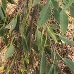 Nicotiana glauca Blatt