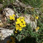 Hippocrepis comosa Habitus