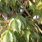 Cochlospermum vitifolium Blad
