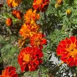 Tagetes patulaFlower