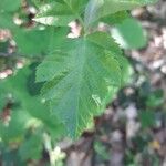 Sorbus latifolia 葉