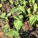 Salvia transsylvanica List