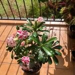 Adenium obesumBlodyn