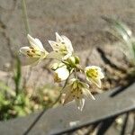 Nothoscordum gracile 花