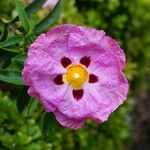 Cistus x purpureus फूल