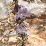 Campanula pyramidalis Λουλούδι