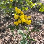 Thermopsis gracilisᱵᱟᱦᱟ