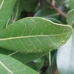 Quercus phillyreoides Yaprak