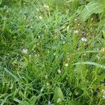 Cardamine parviflora Cvet