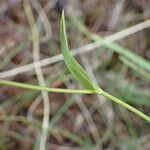 Bupleurum ranunculoides Φύλλο