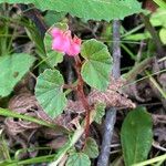 Begonia fischeri Плод