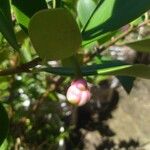 Clusia orthoneura Fruit