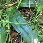 Orchis provincialis Hoja