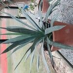 Agave sisalana Alkat (teljes növény)