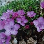 Dianthus microlepis Habitus