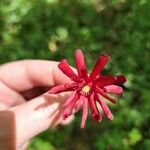 Illicium floridanum Квітка