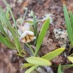 Trichodesma marsabiticum Blüte