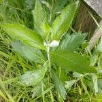 Artemisia suksdorfii Leaf