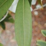 Rhododendron decorum Folha