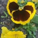 Viola × wittrockiana Flower