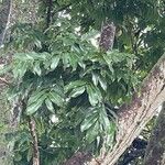 Castanospermum australe Лист
