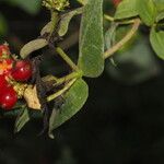 Lonicera periclymenumЛисток