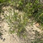 Plantago sempervirens Habit